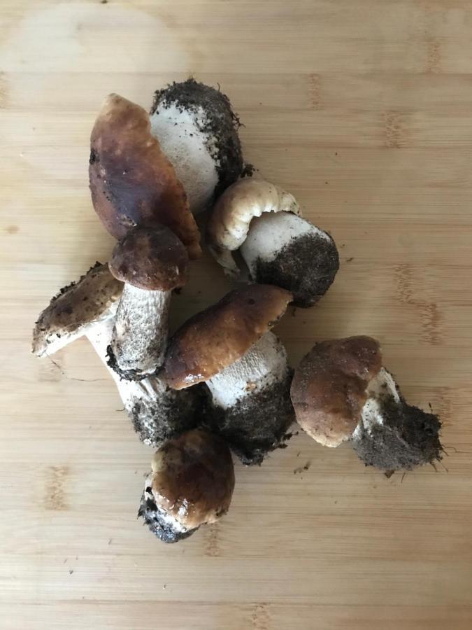 Mazurska Stodola Na Polwyspie Pilchowskim * Szczechy Male